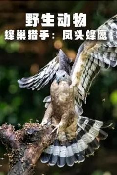 野生动物：蜂巢猎手-凤头蜂鹰