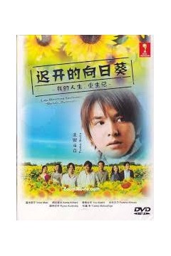 迟开的向日葵