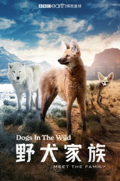 野犬家族