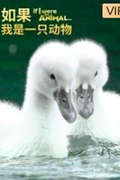 如果我是一只动物