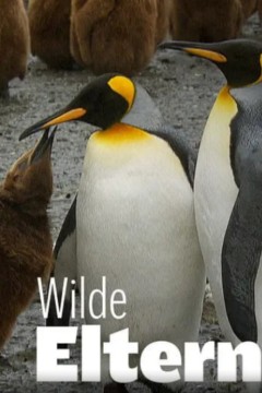 大自然中的父母之爱第一季