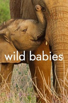 野生动物宝宝第一季