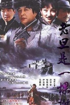 老旦是一棵树