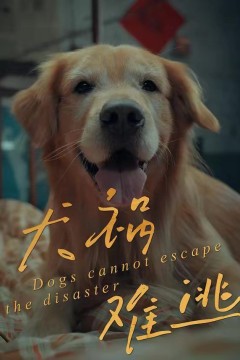 犬祸难逃